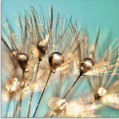 Produktbild von ARTland Glasbild Pusteblume Goldener Tau Größe: 50x50 cm