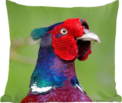 Produktbild von MuchoWow® Zierkissen Sofakissen Wohnzimmer Dekokissen 50x50 cm Fasan - Tiere - Grün - Komfort - Sofakissen