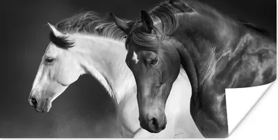 Produktbild von MuchoWow® Poster Pferde - Tiere - Schwarz - Weiß - Porträt 80x40 cm - Wanddeko