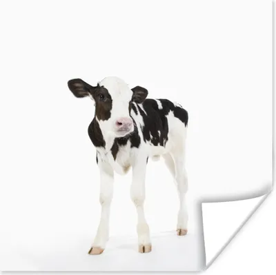 Produktbild von MuchoWow® Poster Kuh - Kalb - Weiß - Tiere 75x75 cm - Wand Dekoration
