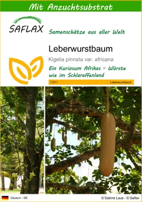 Produktbild von SAFLAX - Leberwurstbaum - Kigelia pinnata var. africana - 10 Samen - Mit keimfreiem Anzuchtsubstrat