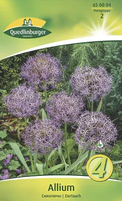 Artikelbild 2 von 'Allium Sternkugellauch (4 Stück)' aus der Kategorie Zierlauchzwiebeln / Allium