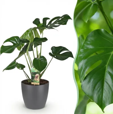 Immagine prodotto di Monstera Deliciosa - Pianta da foro - Bassa manutenzione - Verde - con Potter Grey - 70-80cm - Ø21cm - Pianta d'appartamento - Set completo - Pianta con vaso