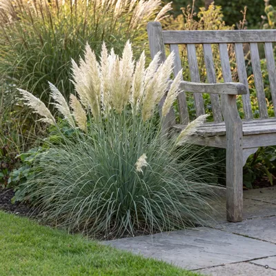 Produktbild von Stauden Gänge 1 x Cortaderia selloana 'Tiny Pampa' im 1 Liter Topf - Weißes Zwerg Pampasgras - nur 60 bis 70 cm für Kübel, Balkon und Beetkante