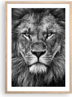 Produktbild von Gerahmtes Poster - Rahmen in heller Eiche - Porträt Löwe Schwarzweiß - 50x70 cm - Wand Bild - Wanddeko - Wandbilder - Kunstposter - Wandposter - Bilderrahmen - Bilder - Kunstdruck - P2NPA50x70-4494
