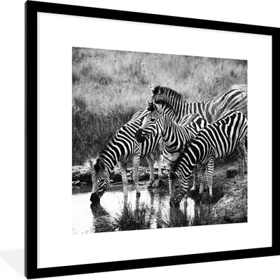 Produktbild von MuchoWow® Gerahmtes Poster Trinkende Zebras 40x40 cm - Poster mit Schwarzem Bilderrahmen Wandposter Rahmen Foto Bilder - Poster - Plakat im Rahmen