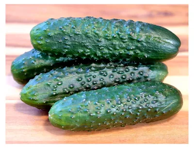 Produktbild von Salatgurke Marketmore 76 – Cucumis sativus – Bitterfreie, ertragreiche Freilandgurke – 20 Samen