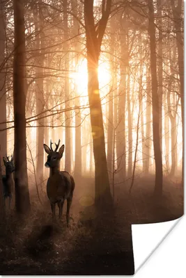 Produktbild von MuchoWow® Poster Wald - Hirsche - Sonne - Bäume - Winter - Natur - Tiere 40x60 cm - Plakate für die Wand - Poster Babyzimmer