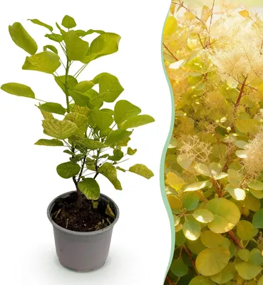 Produktbild von GreenboutiQ - Gartenpflanze - Cotinus coggyria Golden Spirit - Gelb - 1 Pflanze - Laubfallend - Wenig Pflege - Topf 12cm Höhe 35cm
