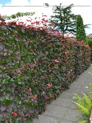 Produktbild von Blutbuche Fagus sylvatica Atropunicea 150-175 cm im Topf, 12x Heckenpflanze