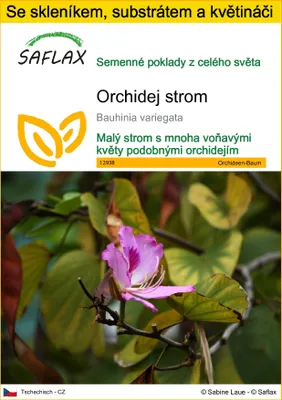 Obrázek produktu pro SAFLAX Kultivační sada - Orchidej strom - Bauhinia variegata - 8 Semena - S mini skleníkem, pěstebním substrátem a 2 květináči