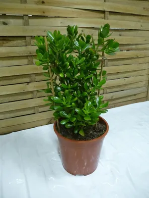 Produktbild von [Palmenlager] XL Crassula ovata 60 cm - 24 cm Ø Topf - Dickblatt, Geldbaum, Pfennigbaum