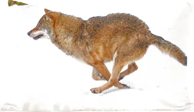 Produktbild von MuchoWow® Zierkissen Sofakissen Wohnzimmer Dekokissen 50x30 cm Wolf - Schnee - Kälte - Wohnzimmerdekoration - Polster mit Photo