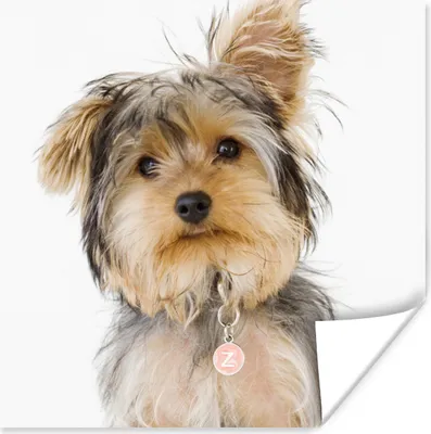 Produktbild von MuchoWow® Poster Porträt eines Yorkshire-Terriers 50x50 cm - Wohnzimmerdekoration