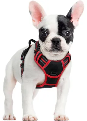 Image de Harnais pour chien anti-traction avec contrôle, réglable, respirant, réfléchissant, noir et rouge, taille S