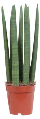 Image de Sansevieria droite - 30-40cm - Ø12cm - Plante d'intérieur - Vert persistant - Cactus et plantes succulentes
