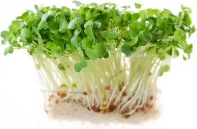 Obrázek produktu pro ŘEDKVIČKA - SEMÍNKA NA KLÍČENÍ 20 g BIOMISKA