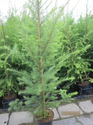 Produktbild von Europäische Lärche - Larix decidua