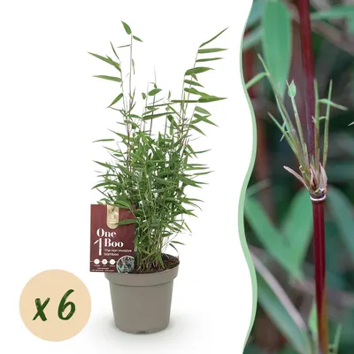 Image de Bambou - Fargesia Red Dragon - Persistant - Non envahissant - Vert - 6 Plantes - 25-35cm - Ø14cm - Plante de jardin