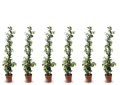 Immagine prodotto di Sunny Tree - Gelsomino toscano - Rampicante - 6 pz - Pianta da esterno - Resistente a -18 - Trachelospermum Jasminoides - 120 cm