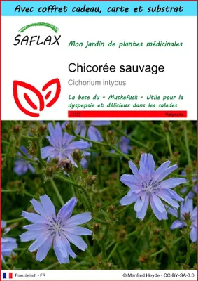 Image de SAFLAX Ensemble-cadeau - Chicorée sauvage - 250 graines - Cichorium