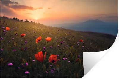 Produktbild von MuchoWow® - Selbstklebend - Fototapeten