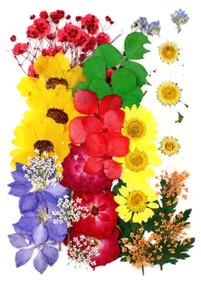 Produktbild von 1 Set Trockenblumen-Press-Set Bunte Naturblumen DIY Kunsthandwerk Zubehör Harz Schmuck Epoxidform Kerzen Seife Vase Herstellung Nagelkarten Scrapbooking Blumendekorationen H