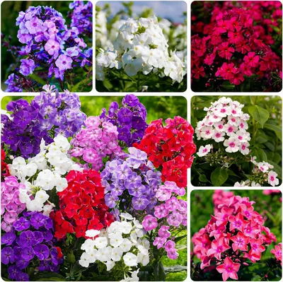 Produktbild von Phlox Stauden Winterhart - Phlox Paniculata Kollektion - 10 Wurzeln - Stauden Winterhart Mehrjährig - Mix von 5 Sorten - Echte Pflanzen aus Holland (kein Samen, zwiebeln und nicht künstlich)