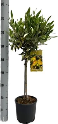 Obrázok produktu pre Olivovník (Olea Europaea) – izbová a terasová rastlina, priemer 19 cm, výška 90 cm, mrazuvzdorná