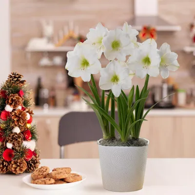 Image de Bulbe d'amaryllis de Noël - 1 bulbe de grande taille (26/30) - Bulbes de qualité supérieure - Vraies plantes provenant des Pays-Bas - Hippeastrum (pas de graines, pas de cire, pas de produit artificiel)