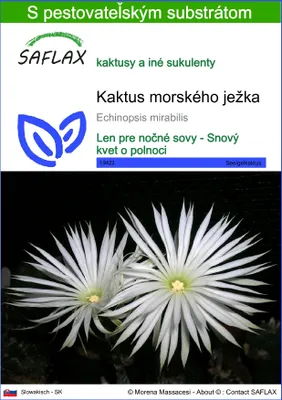 Obrázok produktu pre SAFLAX - kaktus morského ježka - Echinopsis mirabilis - 40 Semená - S pestovateľským substrátom bez klíčkov