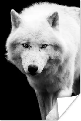 Produktbild von MuchoWow® Poster Wolf - Tier - Schwarz - Weiß 20x30 cm - Papierdruck
