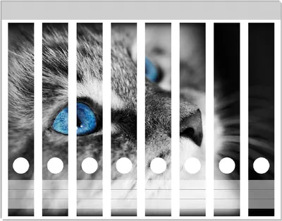 Produktbild von Wallario Ordnerrücken Sticker, selbstklebend für schmale Ordner, 8 Stück, Motiv Schwarz-weiß getigerte Katze mit leuchtend blauen Augen