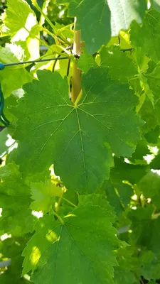 Image de Vitis vinifera 'Perlette' / Vigne 'Perlette' (Sans pépins)