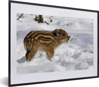 Produktbild von MuchoWow® MuchoWow® Gerahmtes Poster Wildschwein - Tier - Schnee 40x30 cm - Poster mit zchwarzem Bilderrahmen - Bilderrahmen - Poster im Rahmen