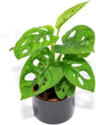 Immagine prodotto di Monstera adansonii MONKEY MASK
