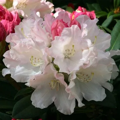 Image de Rhododendron « Dreamland » | 30-40 cm en conteneur