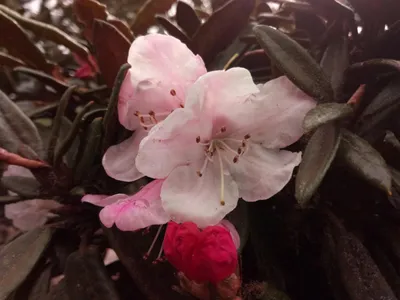 Produktbild von Rhododendron recurvoides - Wild Rhododendron - 30-40cm
