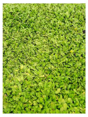 Produktbild von Mehrjährige Bodendecker Pflanze Cotula dioica Fiederpolster für den Garten