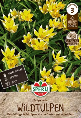 Produktbild von SPERLI Wildtulpe tarda 10 Zwiebeln