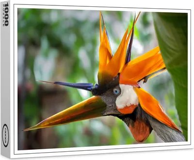 Image de puzzle raxxa Premium "Oiseau de paradis", 1000 pièces