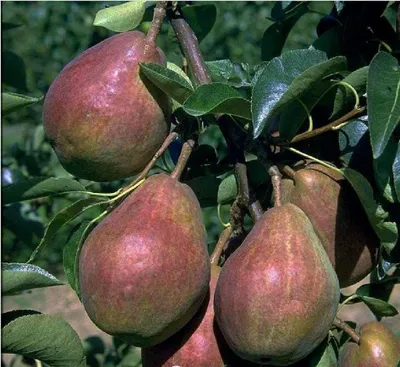 Produktbild von Säulenbirne `Decora´ (zweijährig) Birnenbaum