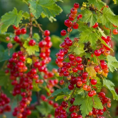 Produktbild von Rote Johannisbeere Kollektion - 3 Pflanzen - Winterhart & Mehrjährig - Echte Fruchtsträucher aus Holland - keine Samen, keine Zwiebeln, nicht künstlich
