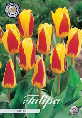 Artikelbild 2 von 'Tulpe Stresa (7 Stück)' aus der Kategorie Tulpenzwiebeln