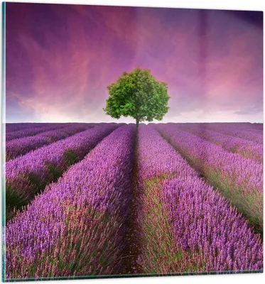 Produktbild von Bilder auf glas - Wiese lavenda Sommer Landschaft - 50x50cm - Glasbilder - Wandbilder - Kunstdruck - zum Aufhängen bereit - Wanddekoration aus Glas - Glas Bilder - Wandbild auf Glas - GAC50x50-2605