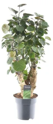 Produktbild von Polyscias Fabian - 50-60cm - Ø17cm - Zimmerpflanze - Immergrün