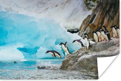 Produktbild von MuchoWow® Poster Antarktische Pinguine tauchen ins Wasser 120x80 cm - Bilder