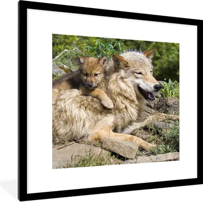 Produktbild von MuchoWow® Gerahmtes Poster Wolf - Jungtier - Tier 40x40 cm - Poster mit Schwarzem Bilderrahmen Wandposter Rahmen Foto Bilder - Poster - Plakat im Rahmen