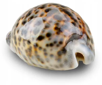 Produktbild von Aquarium Dekoration Muschel Cyprea Tigris Naturdeko, ca. 8 cm, für Zierfische, Bunt, natürliche Gestaltung im Aquarium