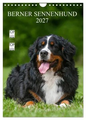 Produktbild von Berner Sennenhund 2027 (Wandkalender 2027 DIN A4 hoch), CALVENDO Monatskalender